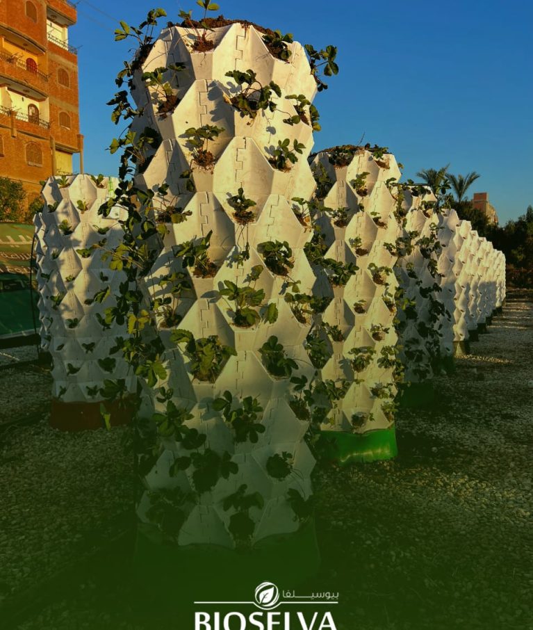 Silva Tower is one of BioSelva’s pioneering innovations — a vertical farming system based on real soil, designed to maximize productivity in limited spaces while maintaining the authenticity and quality of traditional agriculture.