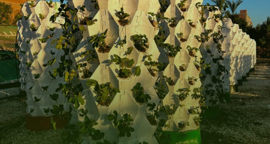 Silva Tower is one of BioSelva’s pioneering innovations — a vertical farming system based on real soil, designed to maximize productivity in limited spaces while maintaining the authenticity and quality of traditional agriculture.