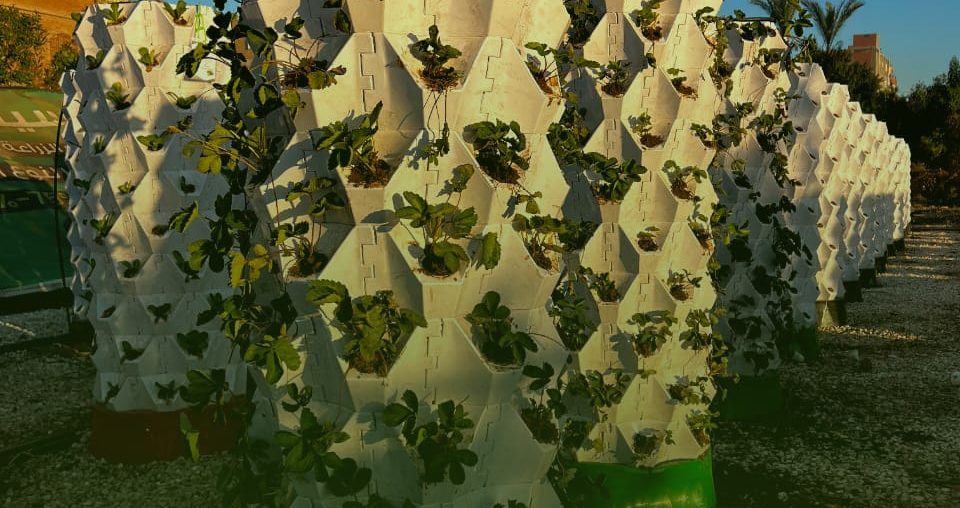 Silva Tower is one of BioSelva’s pioneering innovations — a vertical farming system based on real soil, designed to maximize productivity in limited spaces while maintaining the authenticity and quality of traditional agriculture.