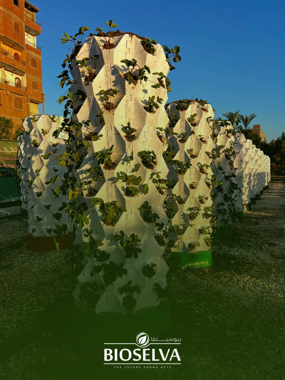 Silva Tower is one of BioSelva’s pioneering innovations — a vertical farming system based on real soil, designed to maximize productivity in limited spaces while maintaining the authenticity and quality of traditional agriculture.