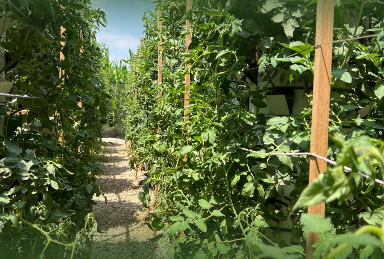 Training Programs, Business Development & Global Market Access