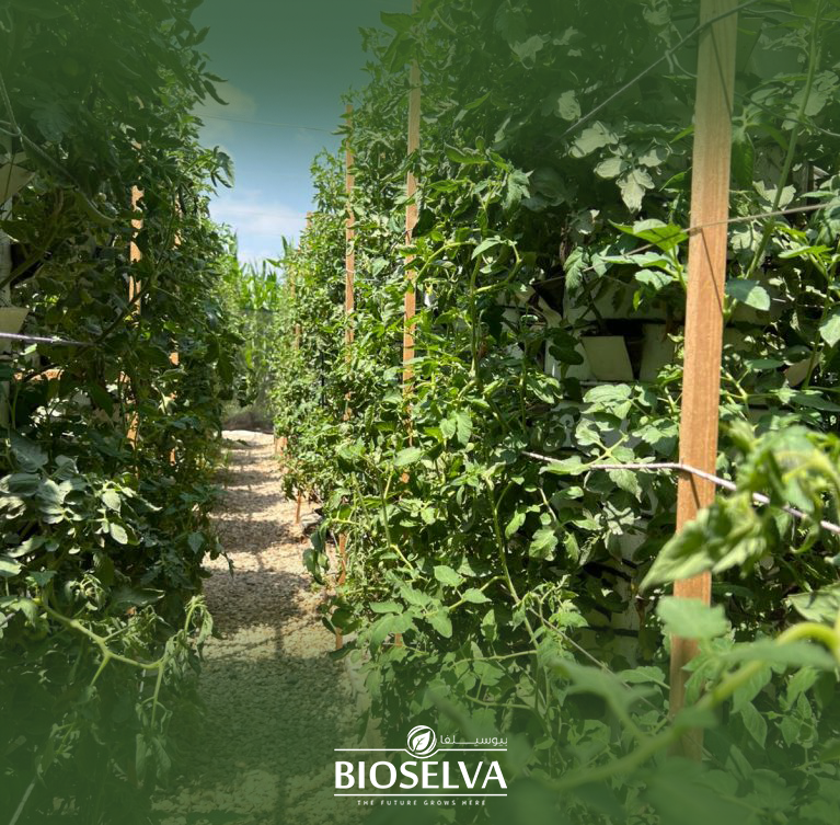 Training Programs, Business Development & Global Market Access