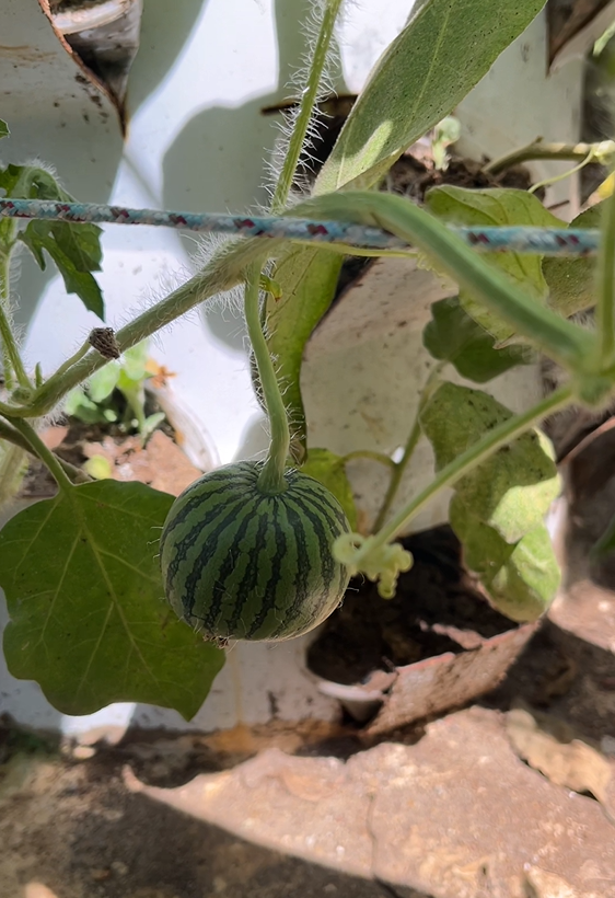 Footer Primary Without Banner