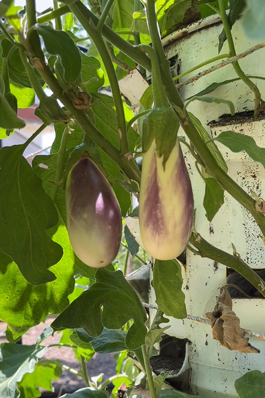 Footer Primary Without Banner