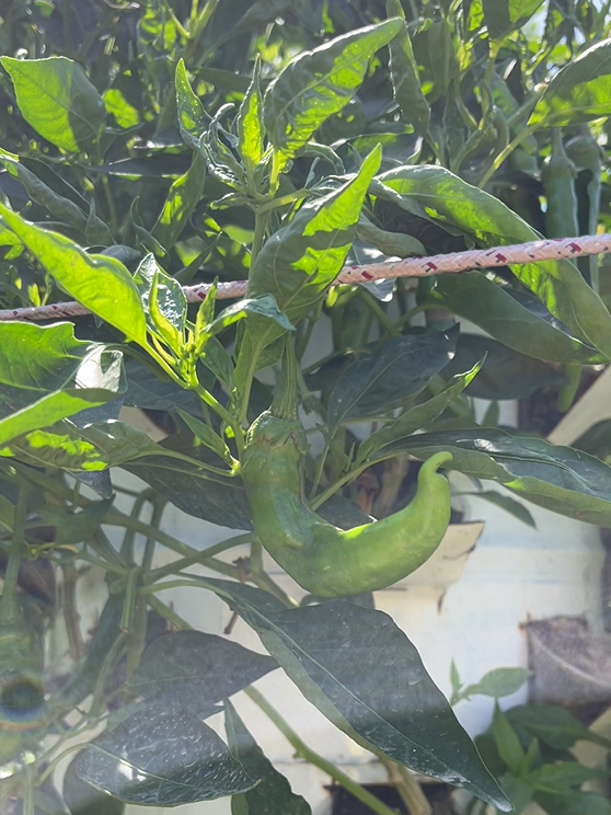 Footer Primary Without Banner