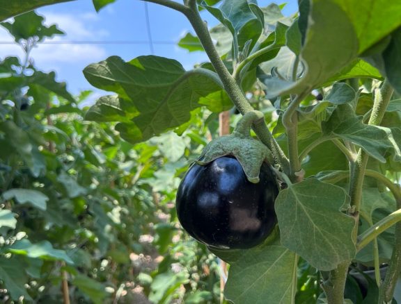 Fertilizers, Compost, Seeds & Bio-Pesticides