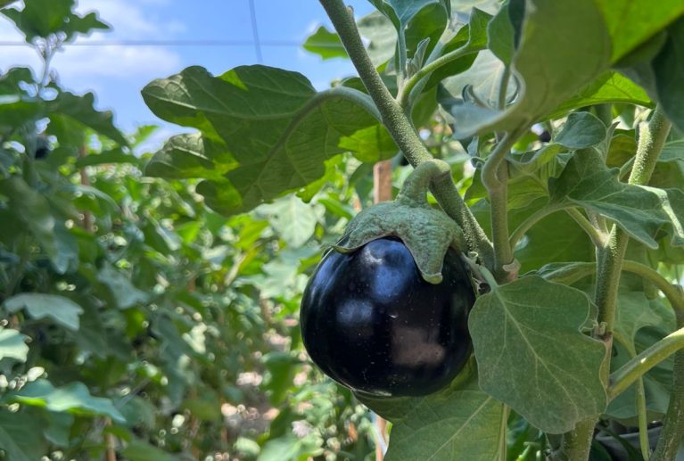 Fertilizers, Compost, Seeds & Bio-Pesticides