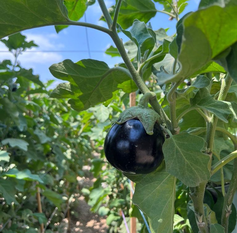 Fertilizers, Compost, Seeds & Bio-Pesticides