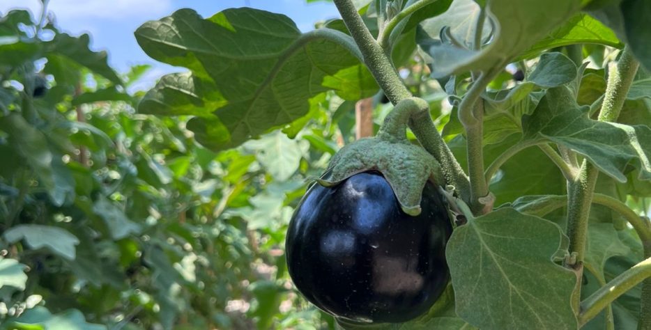 Fertilizers, Compost, Seeds & Bio-Pesticides